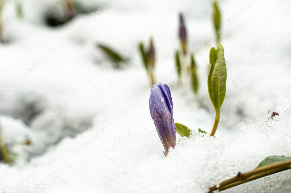 First blue spring scilla flower in snow, close view  
