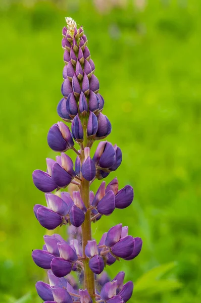 Lupine Bloemen Botanische Teelt Weide Close Voorjaar Concept — Stockfoto