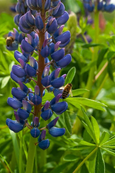 Lupin Flores Botánica Creciendo Prado Primer Plano Concepto Primavera — Foto de Stock