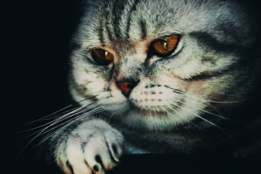 İngiliz kısa hava kedisi