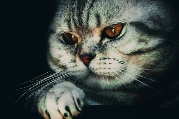 İngiliz kısa hava kedisi