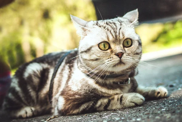Gato britânico em uma caminhada ao ar livre — Fotografia de Stock