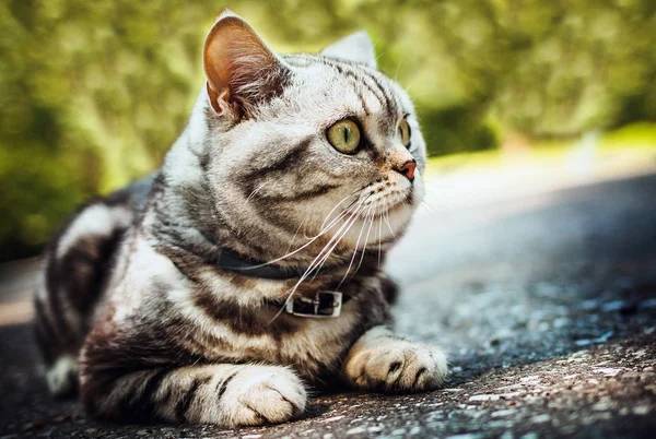 British cat on a walk outdoors — Stock Photo, Image