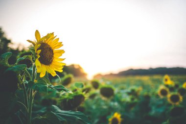 Gün batımında ayçiçeği tarlası