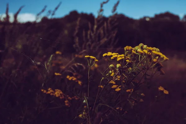 Pavučina na divoké žluté květináči — Stock fotografie