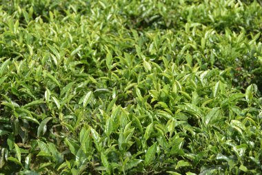 Hindistan çay bahçeleri