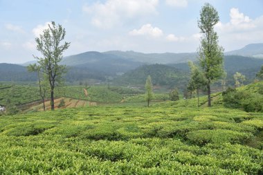 Hindistan çay bahçeleri