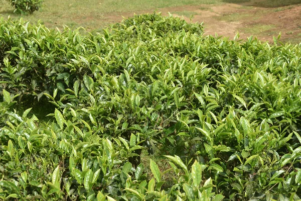 Tea Gardens in India