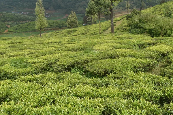 Teegärten in Indien — Stockfoto