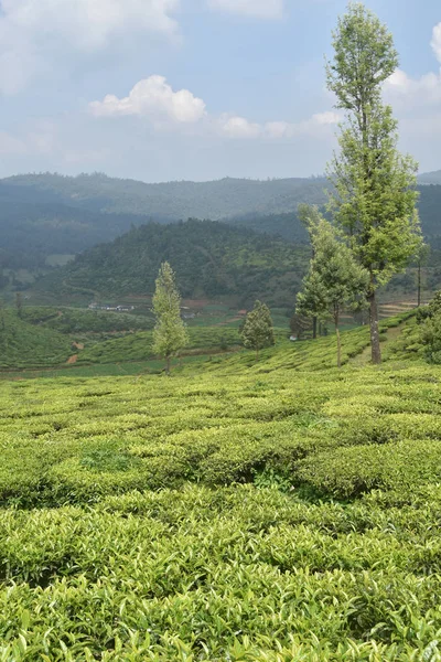 Tea Gardens in India — Stock Photo, Image