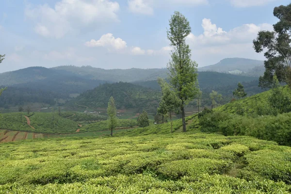 Чайные сады Индии — стоковое фото