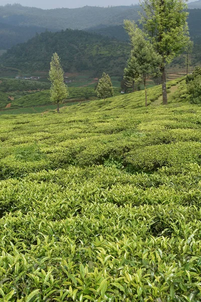 Čajové zahrady v Indii — Stock fotografie