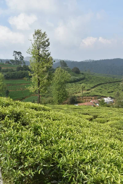 Tea Gardens in India — Stock Photo, Image