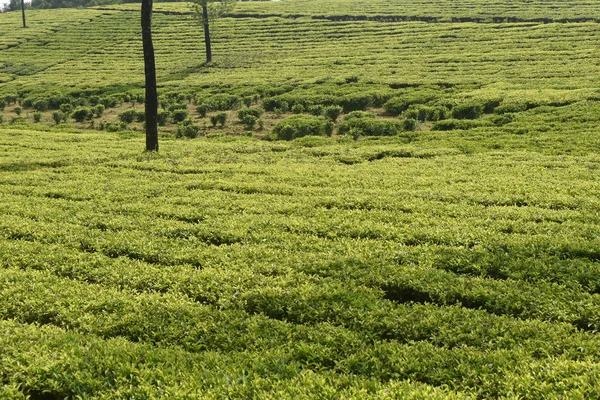 Tea Gardens in India — Stock Photo, Image