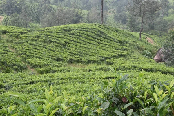 Tea Gardens in India — Stock Photo, Image