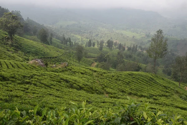 Teegärten in Indien — Stockfoto