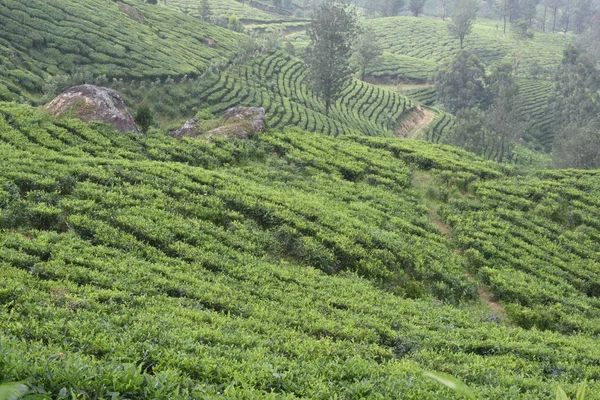 Teegärten in Indien — Stockfoto