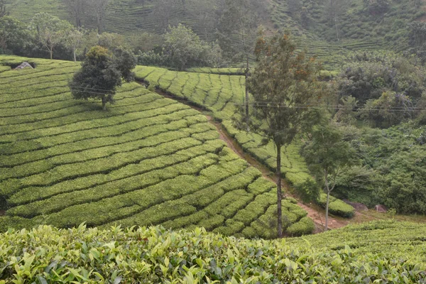 Tea Gardens in India — Stock Photo, Image
