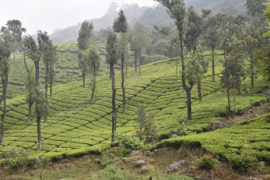 Hindistan çay bahçeleri