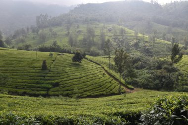 Hindistan çay bahçeleri