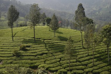 Hindistan çay bahçeleri