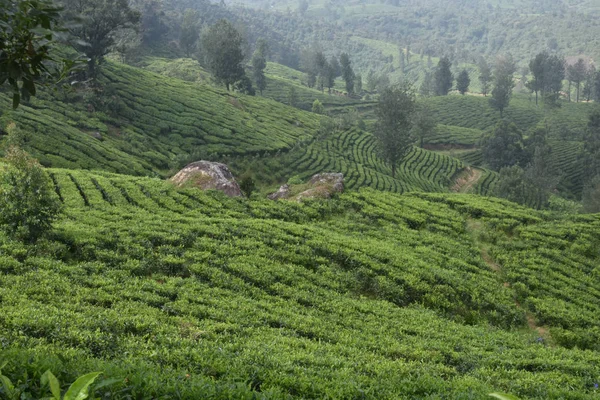 Teegärten in Indien — Stockfoto