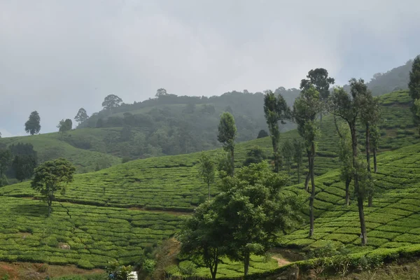 Teegärten in Indien — Stockfoto