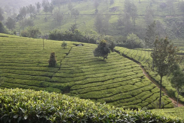 Tea Gardens in India — Stock Photo, Image