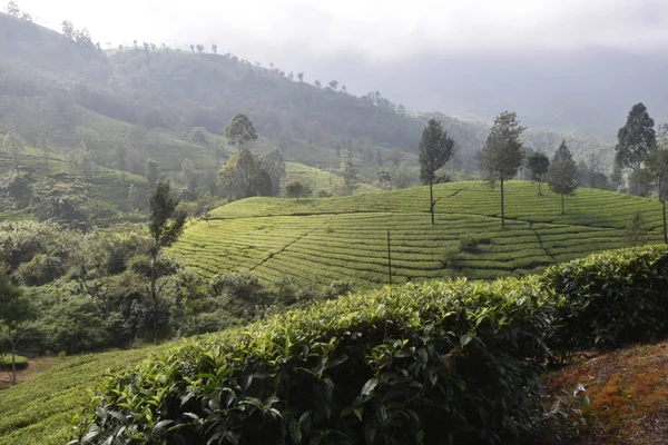 Tea Gardens in India