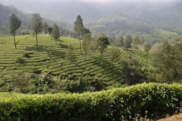 Tea Gardens in India