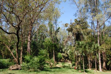 Afrika Derin Costal Ormanı