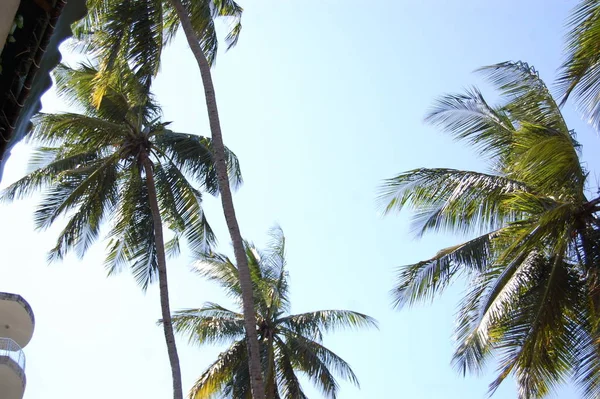 Palm Trees Coastal Beeches Kenya — Stock Photo, Image