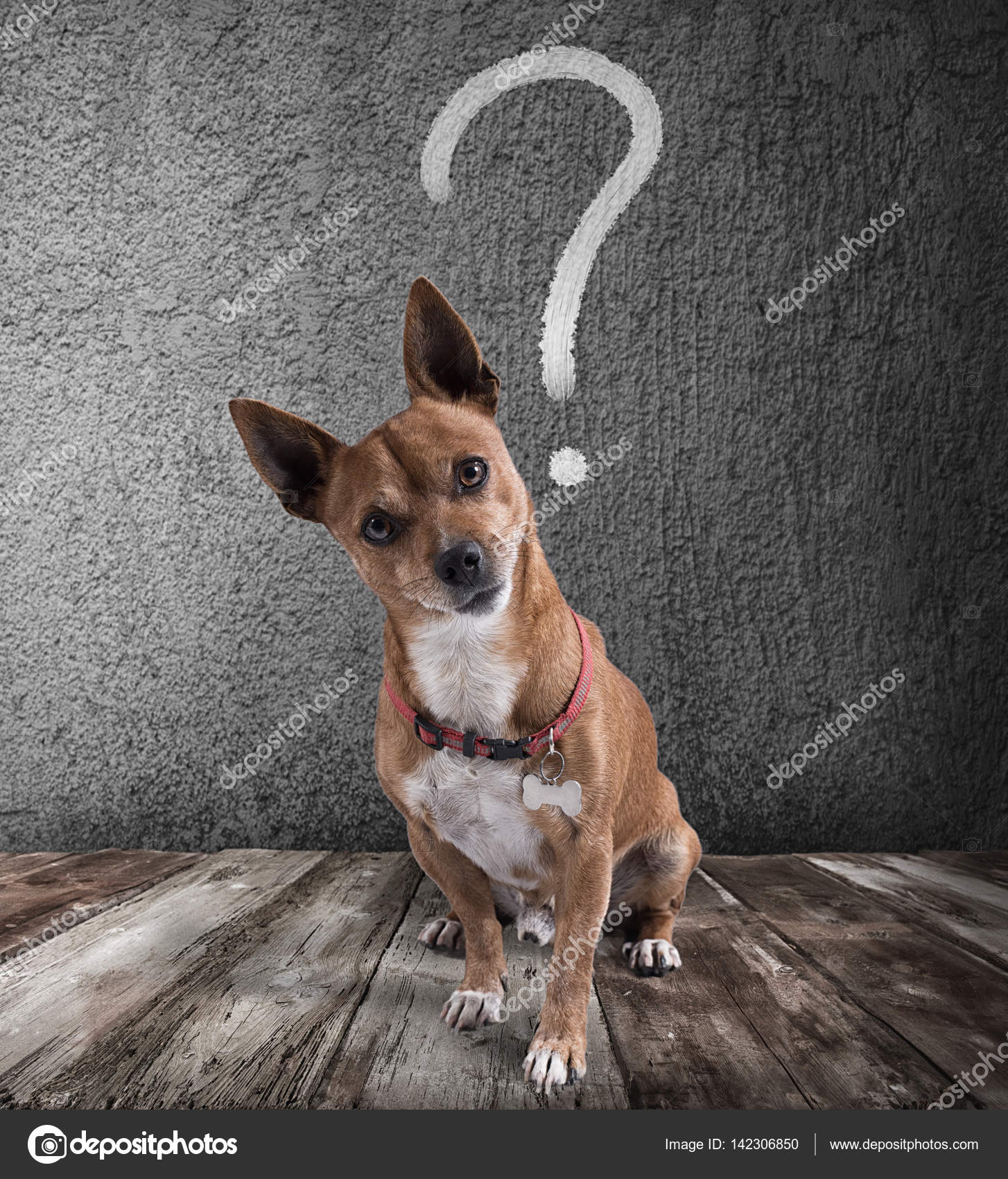 Dog with question mark Stock Photo by ©alphaspirit 142306850