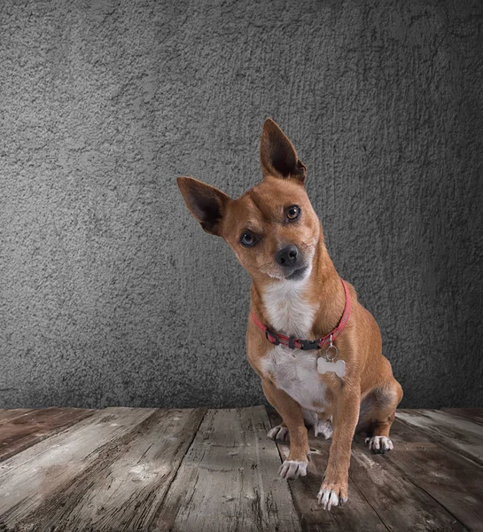 Hond met spottende expressie — Stockfoto