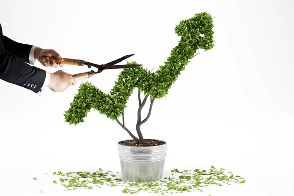 Zakenman snijdt u een plant — Stockfoto