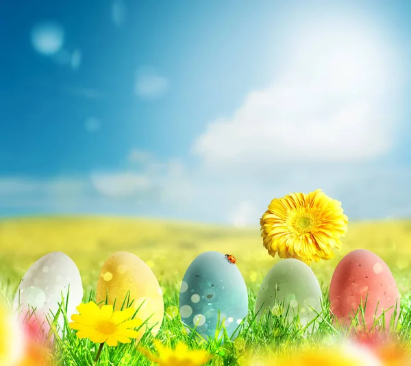 Colored eggs on a green field — Stock Photo, Image