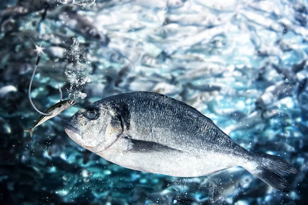 Små fiskar tar betet — Stockfoto