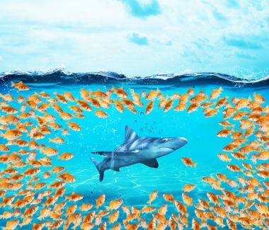 Goldfish group surround the shark.  clipart
