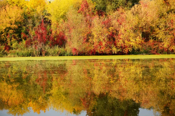 Die Herbstfarben der Bäume in der Nähe des Flusses, bila tserkva, ukraine — Stockfoto