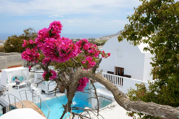 Building of hotel in traditional Greek style with Bougainvillea flowers, Santorini island, Greece — Stock Photo, Image