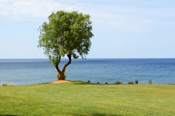 Drzewa w pobliżu plaży w luksusowy hotel, Kreta, Grecja — Zdjęcie stockowe