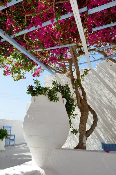 Amphora decoración de hotel en estilo griego tradicional con flores de buganvillas, isla de Santorini, Grecia — Foto de Stock