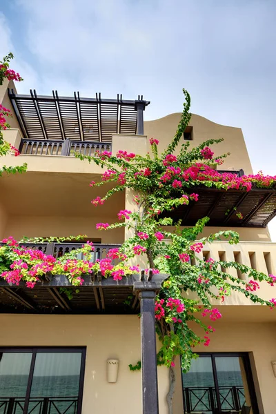 Las villas de estilo árabe en hotel de lujo con flores de buganvillas, Fujairah, Emiratos Árabes Unidos —  Fotos de Stock