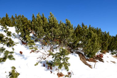 Jasna düşük Tatras, Slovakya dağlarda çam ağaçları yanıyor