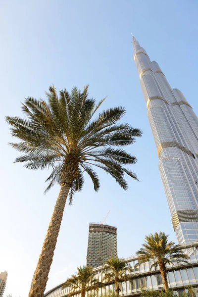 Dubai, Uae - November 19: A nézet a Burj Khalifa és pálmafák között. Ez az a világ legmagasabb felhőkarcolója (magasság 828m, 160 padló) 2017. November 19. — Stock Fotó