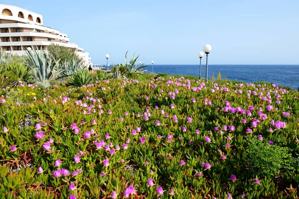 As flores estão perto da praia, ilha de Malta — Fotografia de Stock