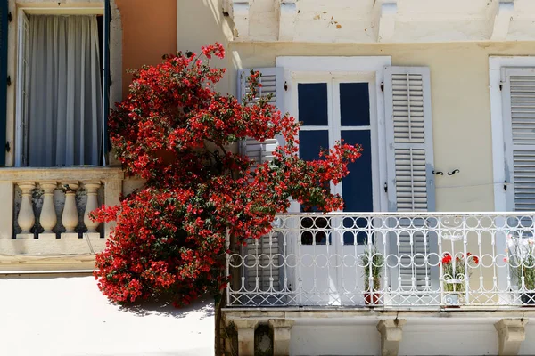 Die Bougainvillea Blumen auf dem Balkon in Kerkyra Stadt, Korfu, Griechenland — Stockfoto