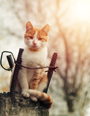 Tek evsiz kedi.