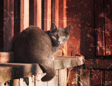 Tek evsiz kedi.