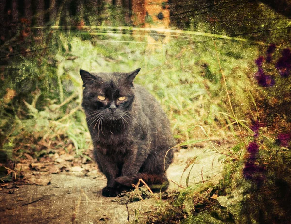 단일 노숙자 고양이. — 스톡 사진